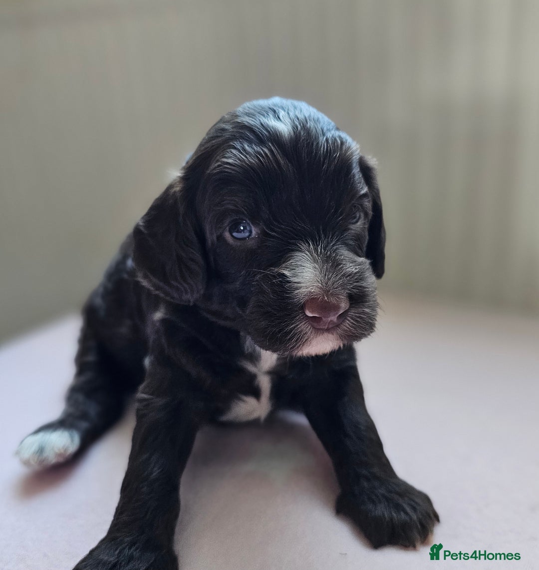 Cockapoo dogs for sale: Beautiful Chunky f2 Cockapoo Puppies  - Image 10