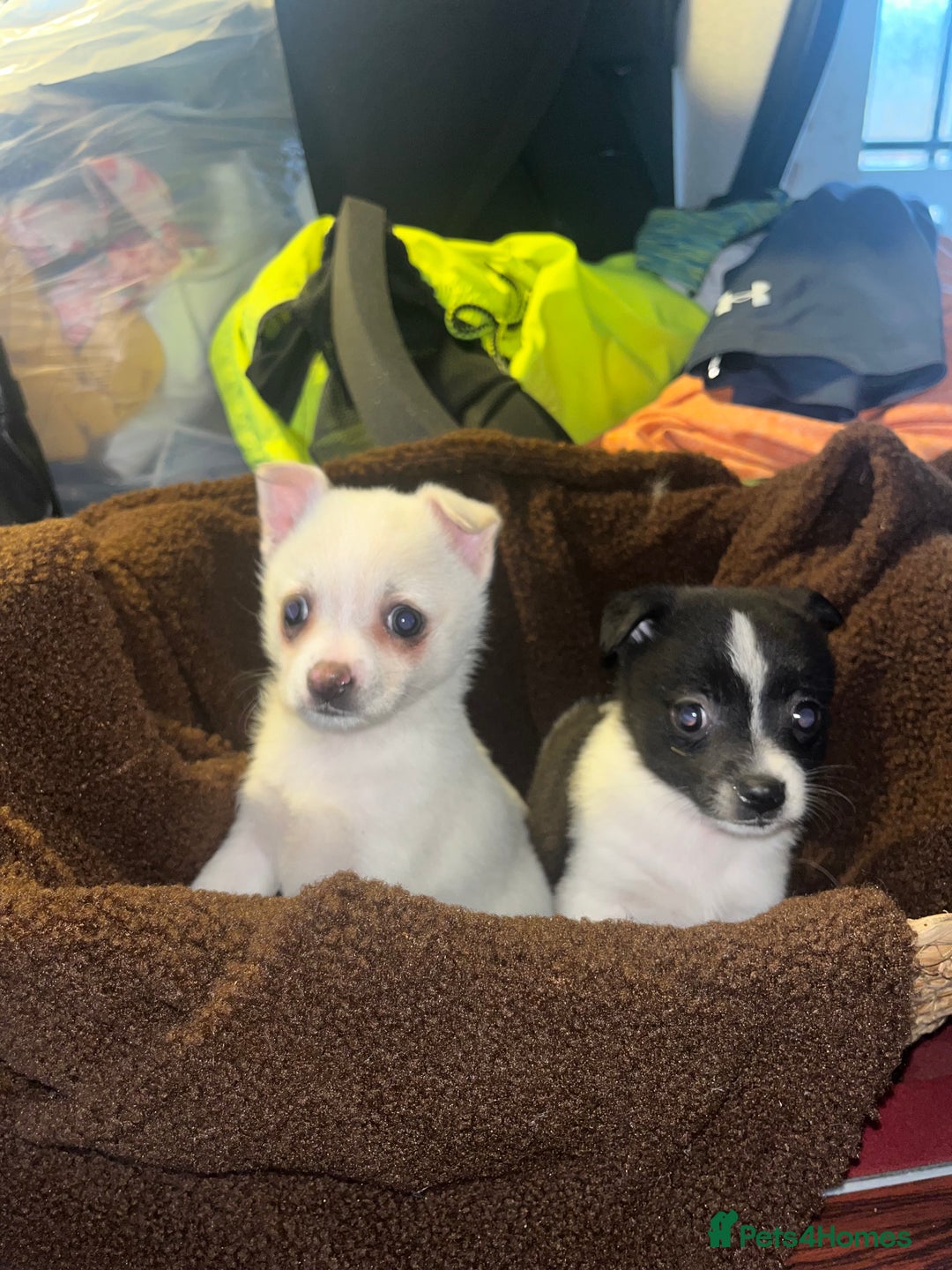 Mixed Breed dogs for sale: Jack Russel  - Advert 6