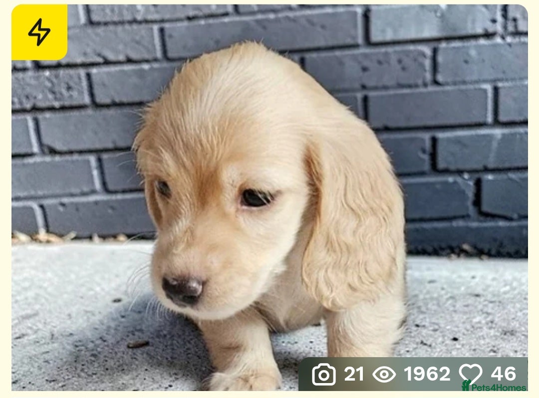 Miniature Dachshund dogs  🔥 🔥 Stunning long haired  dachshund 🔥 🔥  - Advert 17