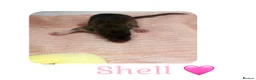 Rat rodents for sale: Baby Dumbo Rats  - Advert 23