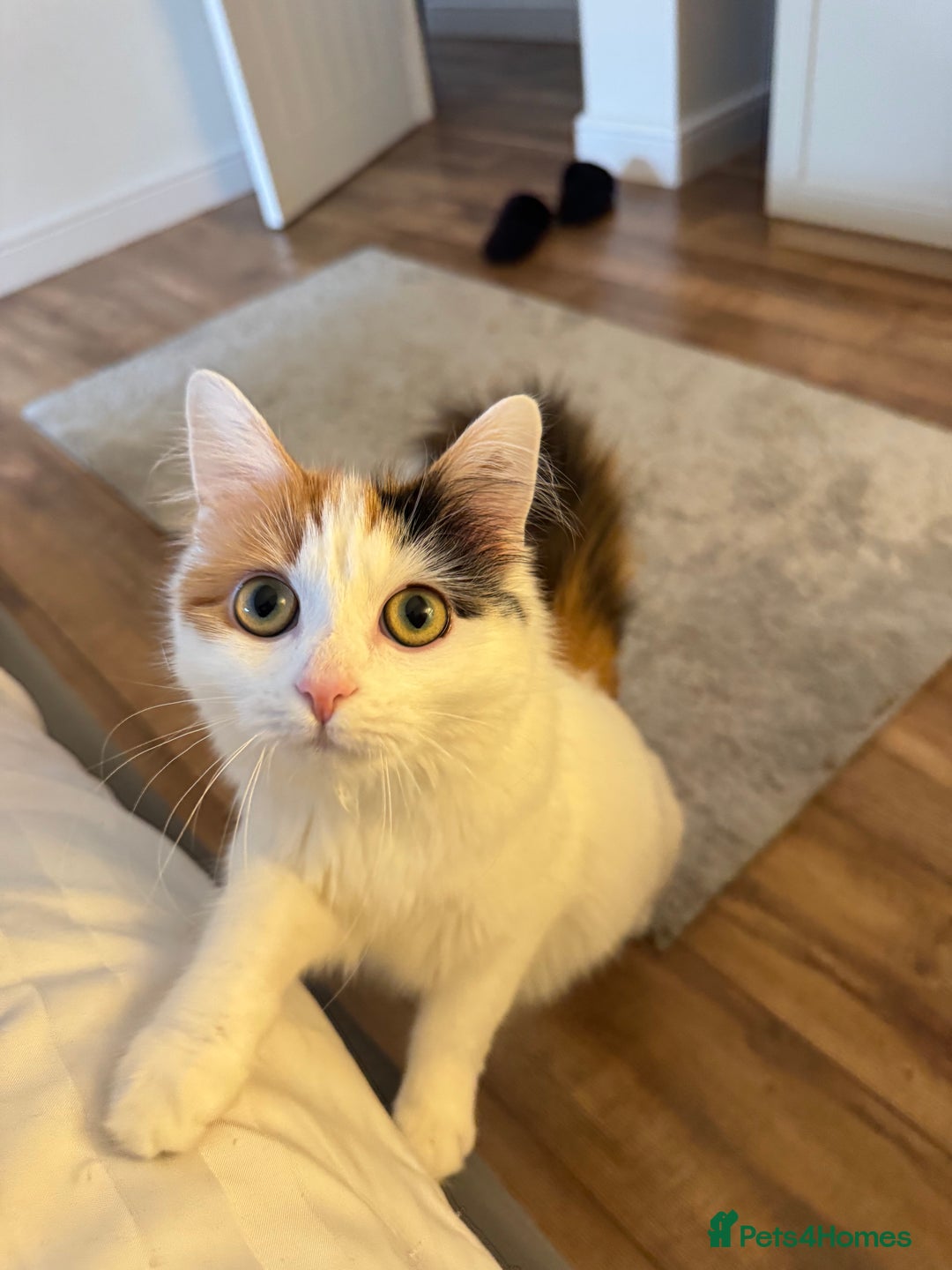 Mixed Breed cats for sale: Beautiful Calico Long-Haired Indoor Cat - Advert 2