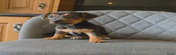 Jack Russell dogs for sale: Traditional Working Jack Russell Pups  - Advert 4