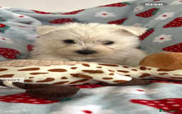 West Highland Terrier dogs for sale: Westie puppies available  - Image 9