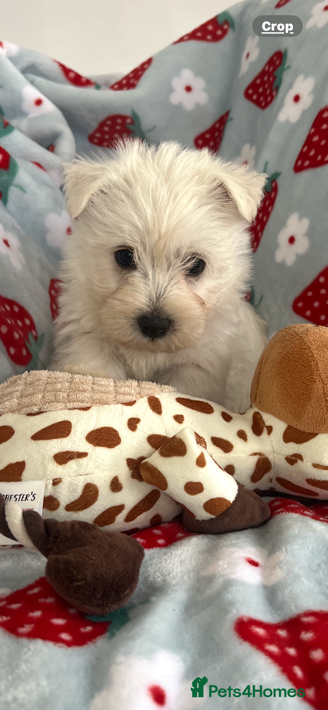 West Highland Terrier dogs for sale: Westie puppies available  - Image 9