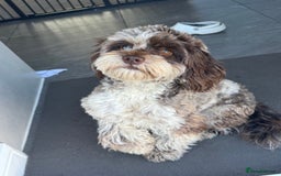 Mixed Breed dogs for sale: Chocolate merl Cockerpoo puppies - Image 10