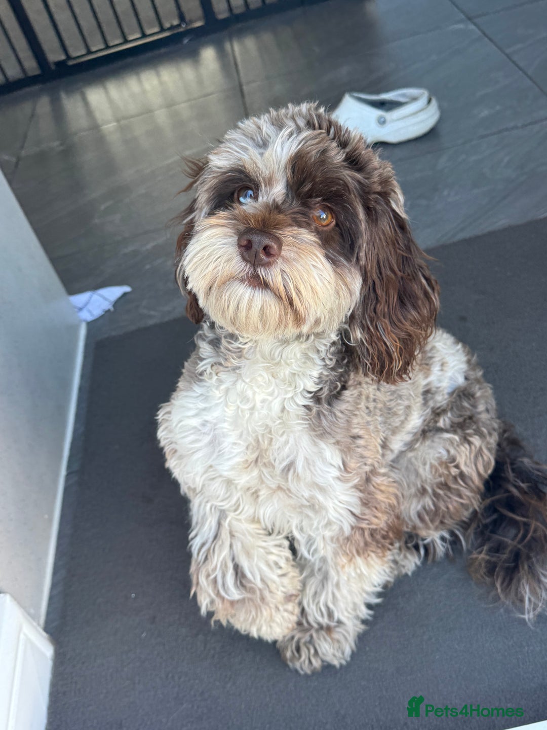 Mixed Breed dogs for sale: Chocolate merl Cockerpoo puppies - Image 10