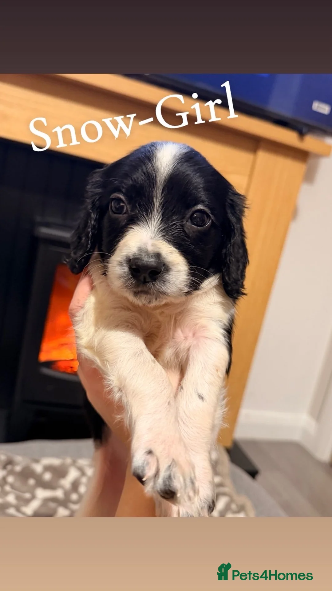 Cocker Spaniel dogs for sale: Cocker spaniel in Omagh - Advert 14