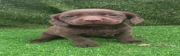 Cockerdor dogs for sale: Ready now chocolate cockerdors dna clear in Skegness - Advert 9