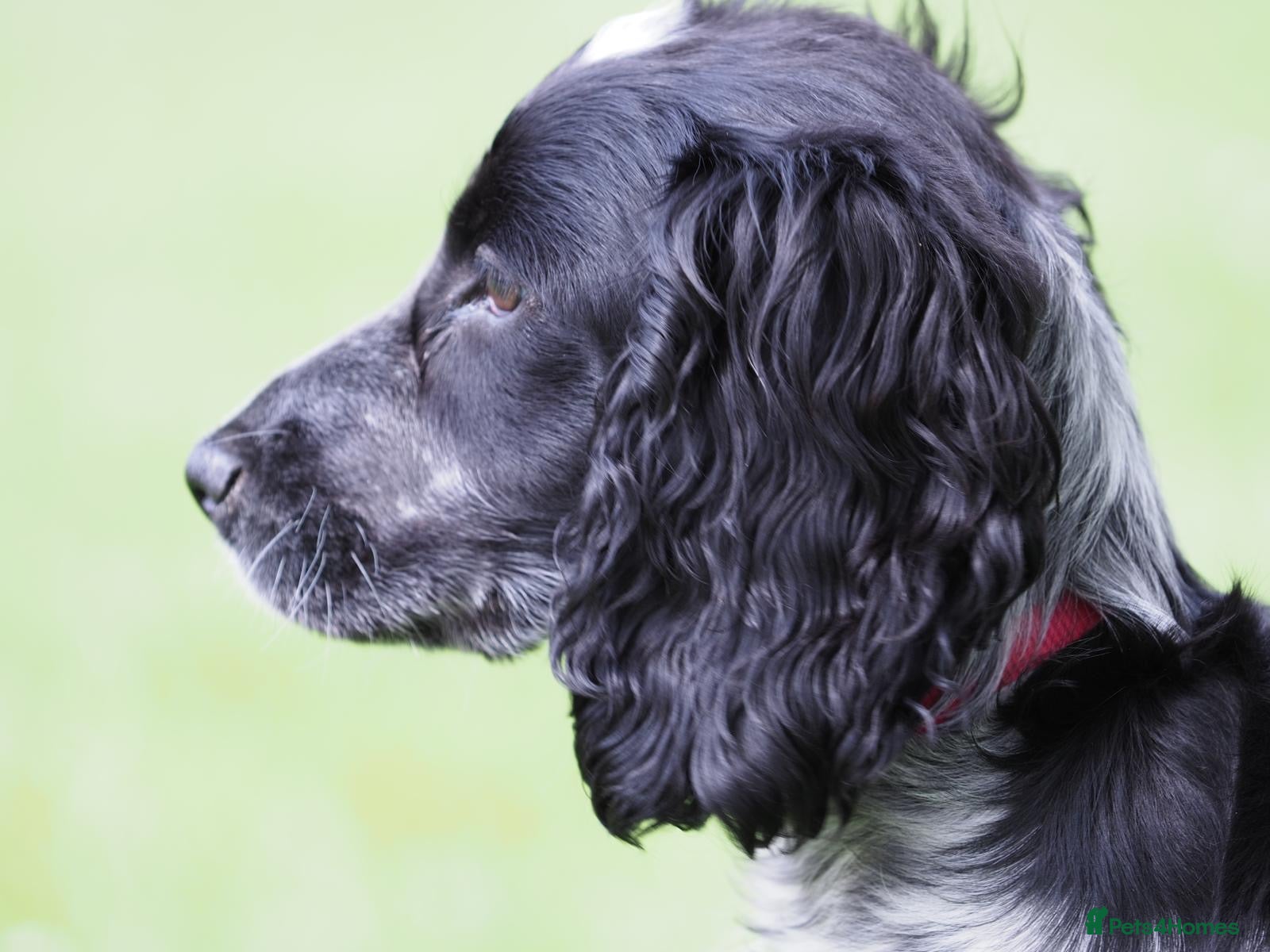 Cocker Spaniel dogs Cocker spaniel - Advert 1