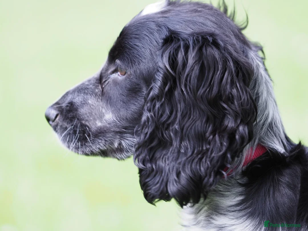 Cocker Spaniel dogs for sale: Cocker spaniel - Advert 1