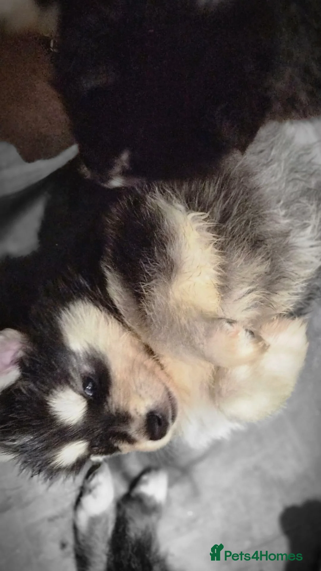 Mixed Breed dogs for sale: Samoyed x German Shepherd Puppies –  Bear Puppies - Advert 3