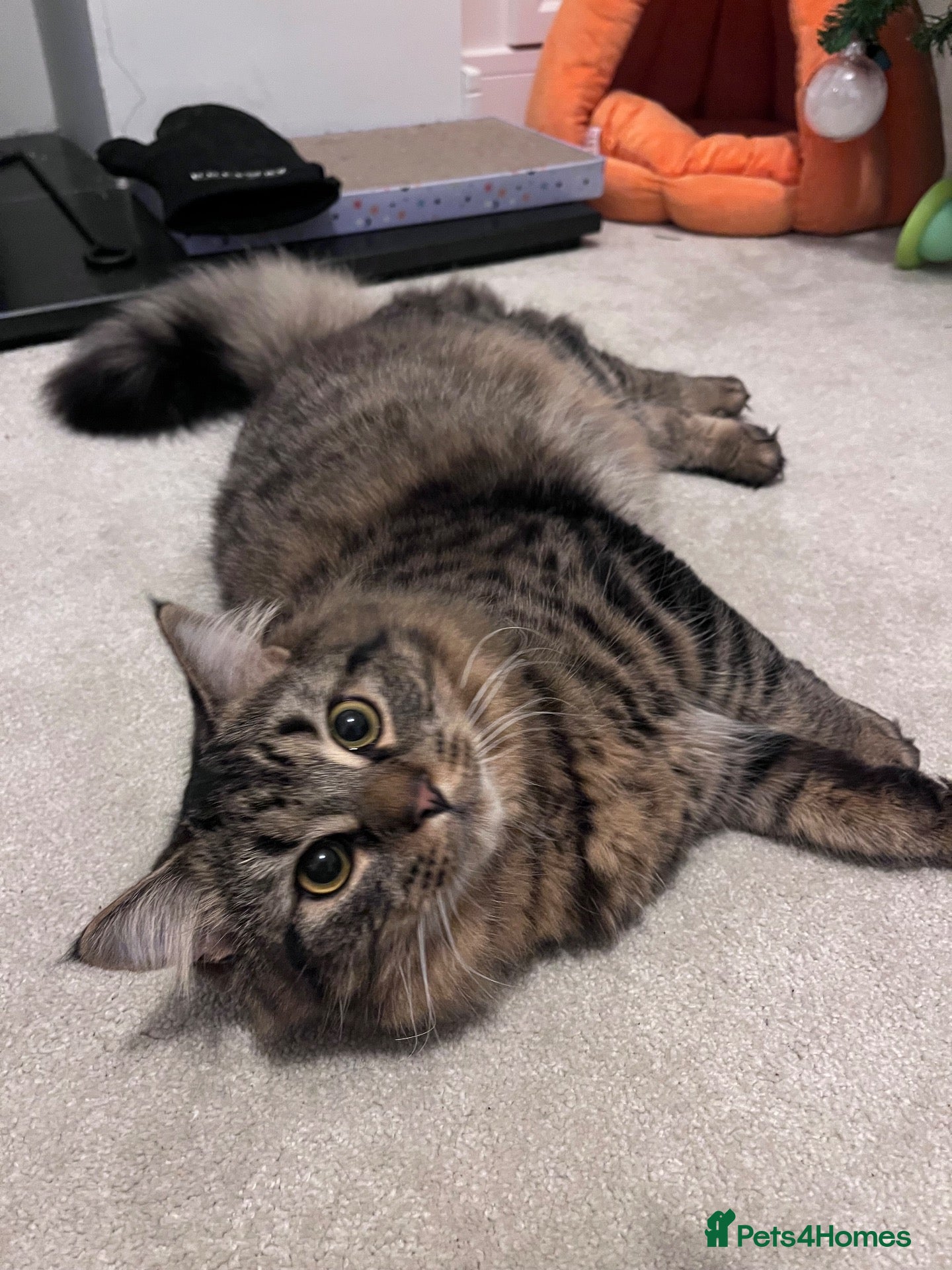 British Longhair cats 💙 meet churro 💙 - Advert 14