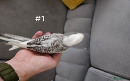 Cockatiels birds for sale: Hand tame cockatiel chicks  - Image 16