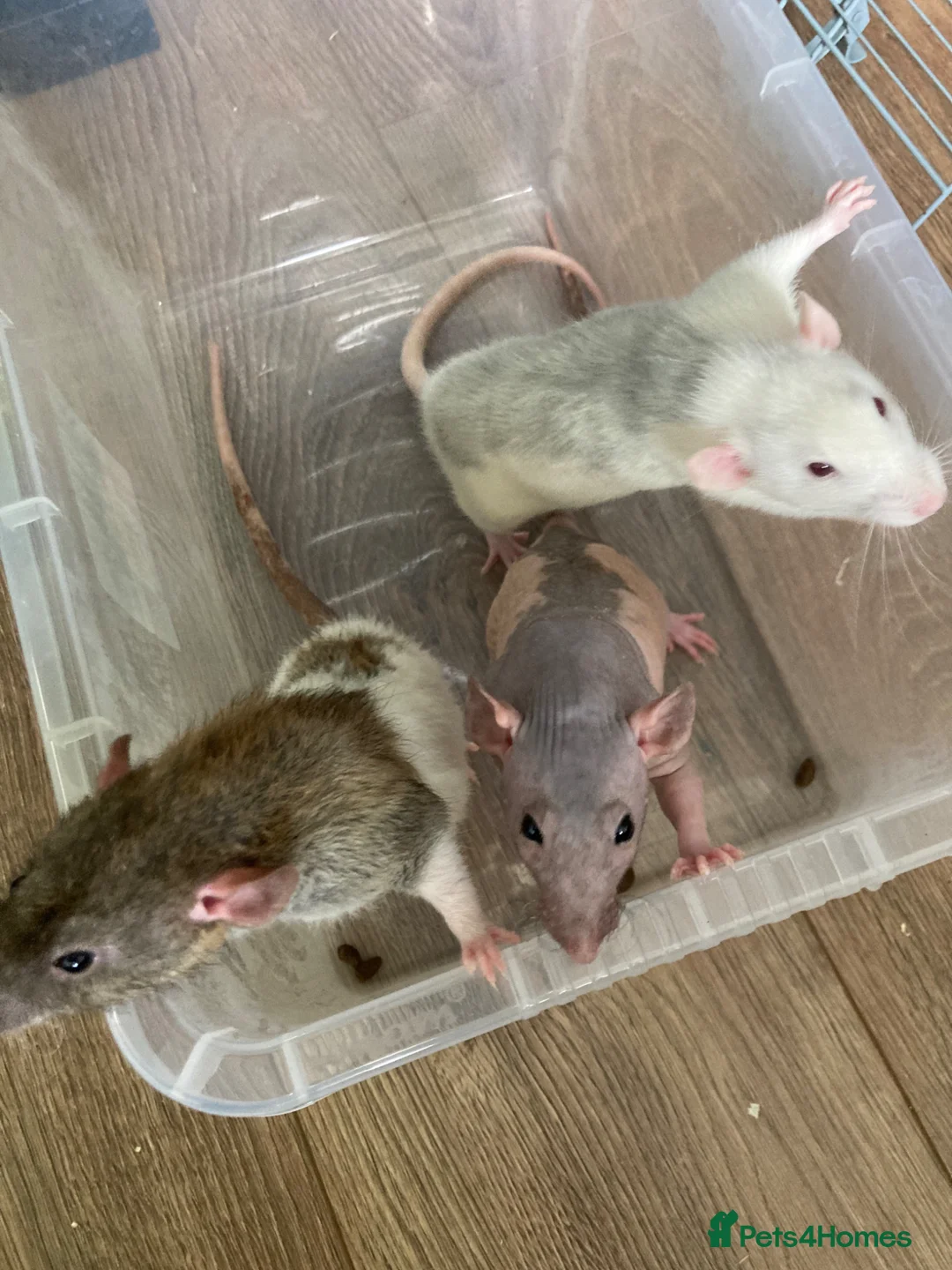 Rat rodents for sale: 3 male rats and setup - Advert 1