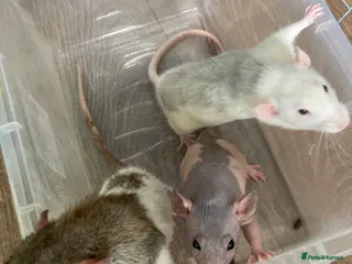 Rat rodents 3 male rats and setup - Advert 4