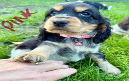 Cocker Spaniel dogs for sale: Cocker spaniels  - Image 1