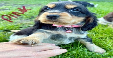 Cocker Spaniel dogs - Advert 3