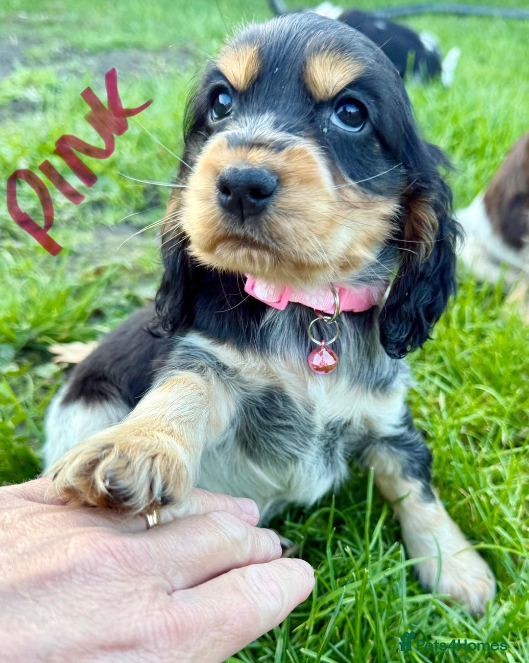 Cocker Spaniel dogs for sale: Cocker spaniels  - Image 1