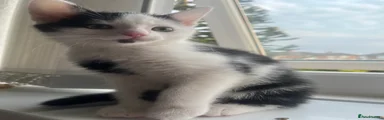 Domestic Shorthair Kitten 2