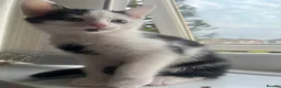 Domestic Shorthair cats for sale: Gorgeous kittens needing homes <3  - Advert 6