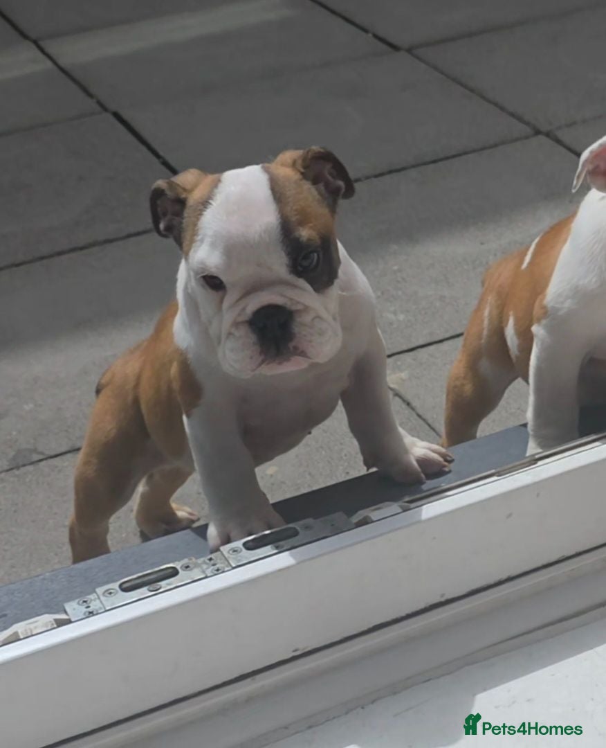 English Bulldog dogs English bulldog pups kc reg (READY NOW)   - Advert 6