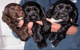 Cocker Spaniel dogs for sale: Cocker spaniel show type.  - Advert 1