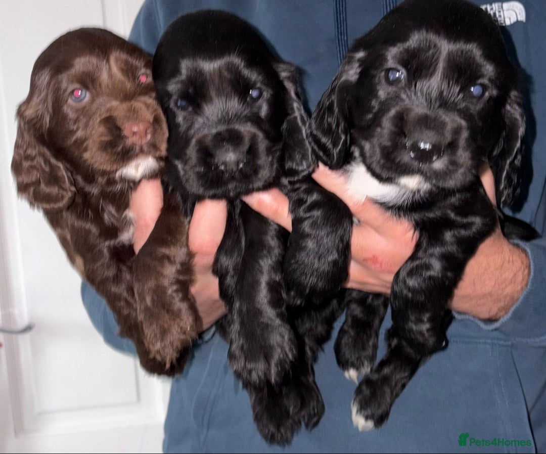 Cocker Spaniel dogs for sale: Cocker spaniel show type.  - Advert 1