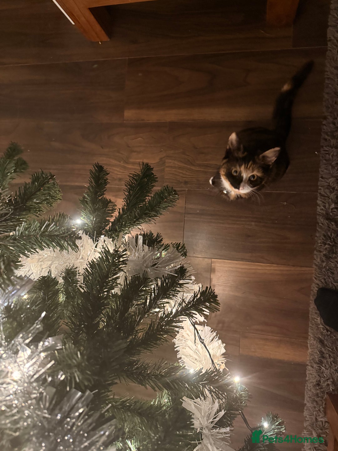 Mixed Breed cats for sale: Two female kittens for sale- black and calico  - Advert 19