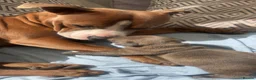 Staffordshire Bull Terrier dogs for sale: Beautiful Blue /Red Staffie  - Advert 16