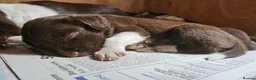 Sprollie dogs for sale: Sprollie Puppies in Dunmow - Advert 9