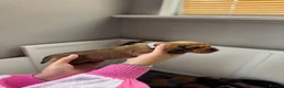 Miniature Dachshund dogs for sale: Beautiful Miniature Dachshund Puppies - Advert 29