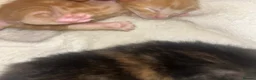 Mixed Breed cats for sale: 4 half Maine Coon kittens  - Advert 37