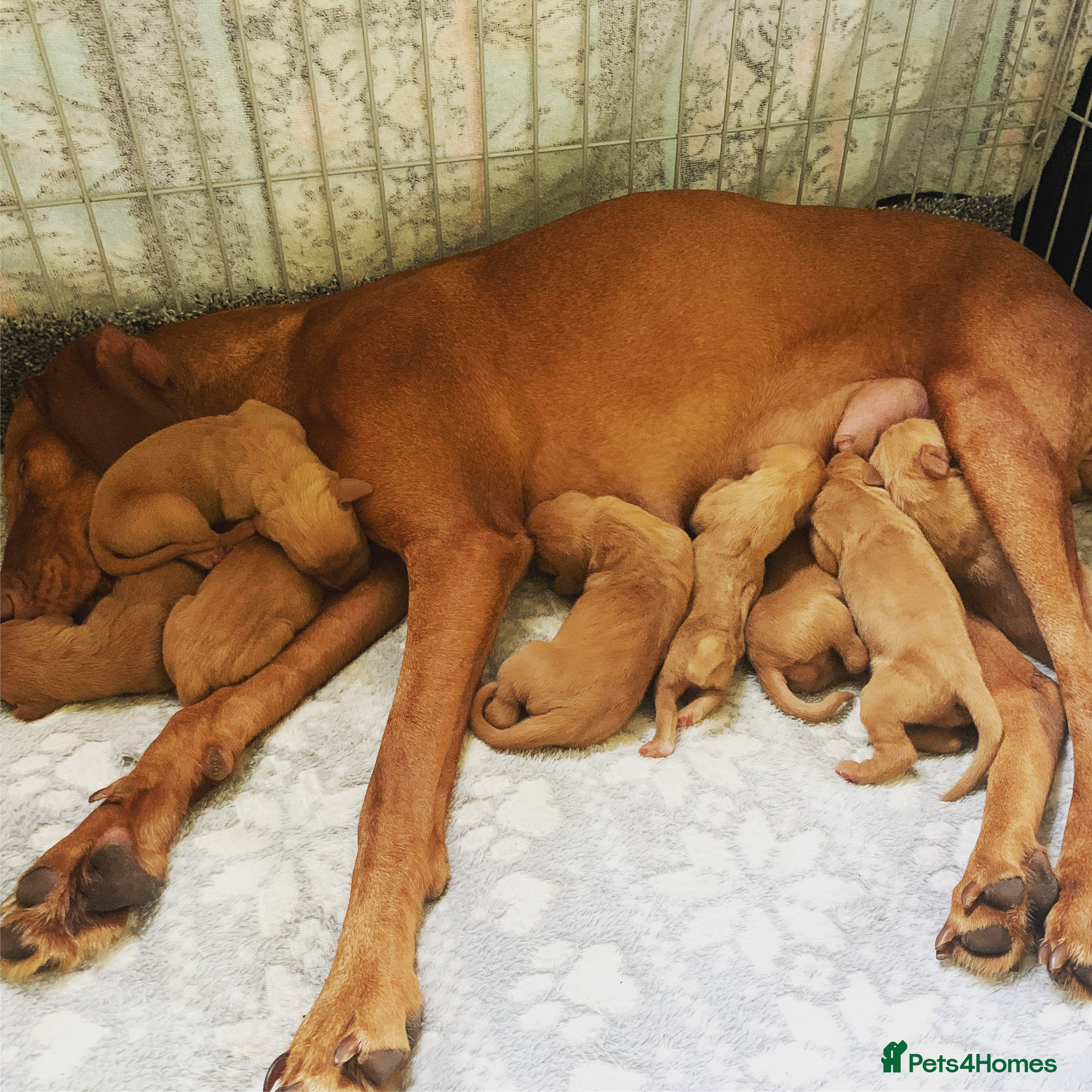 Hungarian Vizsla dogs Stunning litter of KC Hungarian Vizslas  - Advert 6