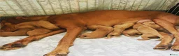 Hungarian Vizsla dogs for sale: Stunning litter of KC Hungarian Vizslas  - Advert 1