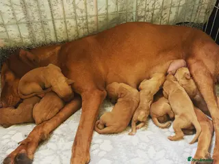 Hungarian Vizsla dogs Stunning litter of KC Hungarian Vizslas - Advert 6