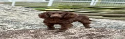 Cocker Spaniel dogs for sale: Chocolate Cocker Spaniel Pups - Advert 6