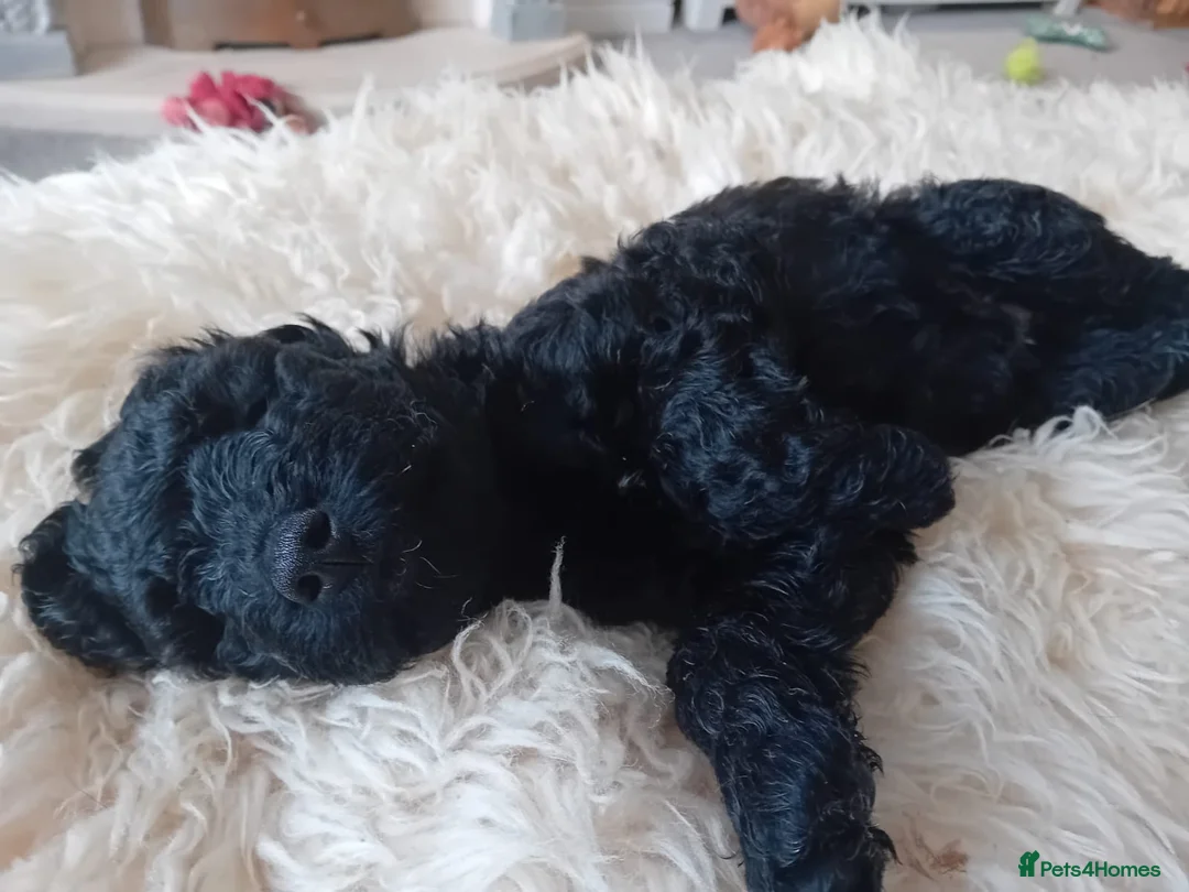Cockapoo dogs for sale: 2 Beautiful female cockapoo left - Advert 10