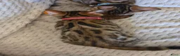 Bengal cats for sale: READY NOW FULL BENGAL KITTENS TICA REGISTERED  in Whitby - Advert 12