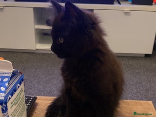 Maine Coon cats Maine coon boy kitten - Advert 3