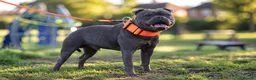 Staffordshire Bull Terrier dogs for stud: THE FAMOUS JOEY! Heavily Health-Tested Blue Stud!  - Advert 7