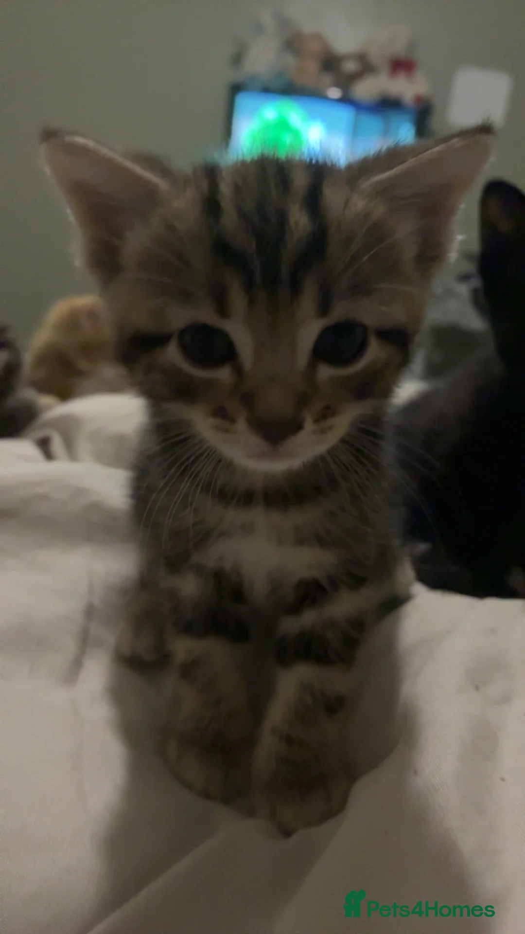 Mixed Breed cats for sale: 2 kittens looking for forever homes! - Advert 2