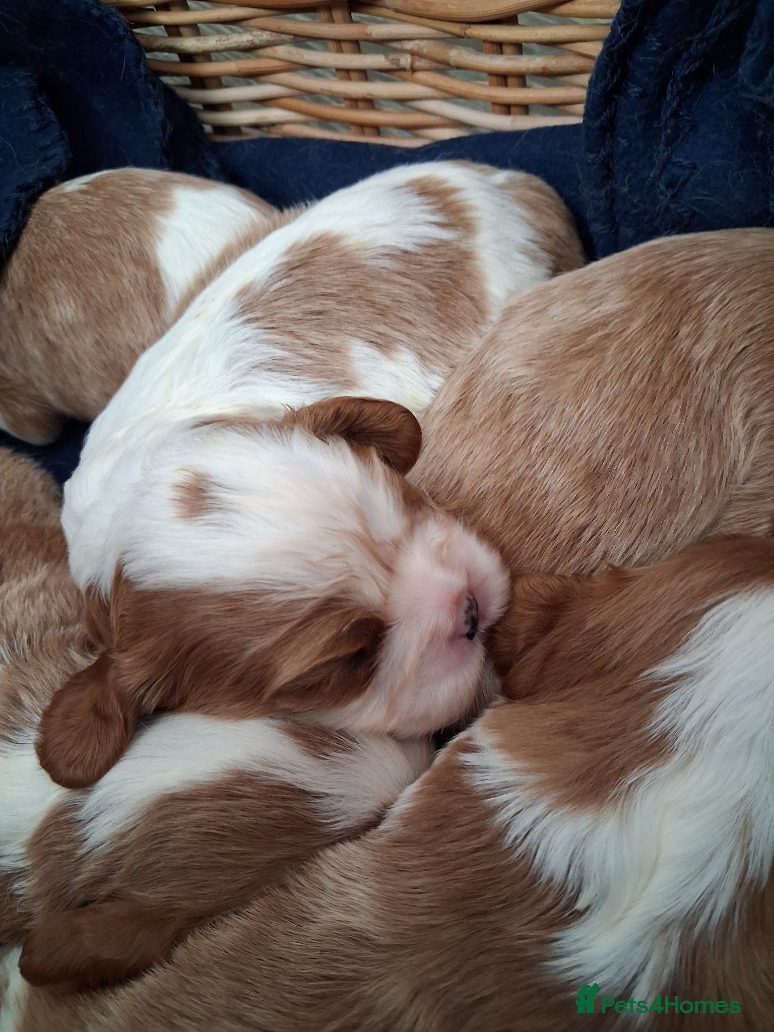 Cavalier King Charles Spaniel dogs Cavalier king Charles health tested parents  - Advert 12