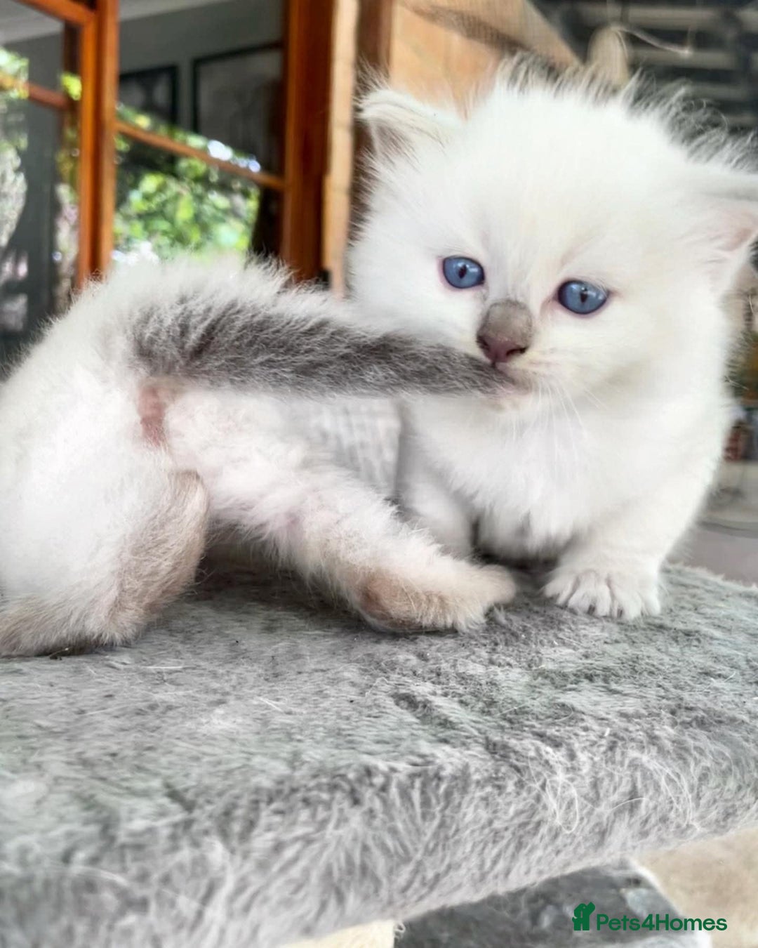 Ragdoll cats for sale: Beautiful Ragdoll Kittens - Image 9