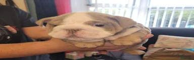 English Bulldog 4