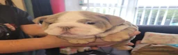 English Bulldog dogs for sale: Stunning English Bulldog Puppies  - Advert 5