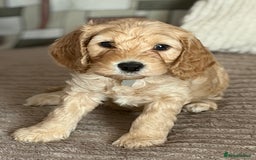 Cockapoo dogs for sale: Adorable Cockapoo Puppies - Image 10