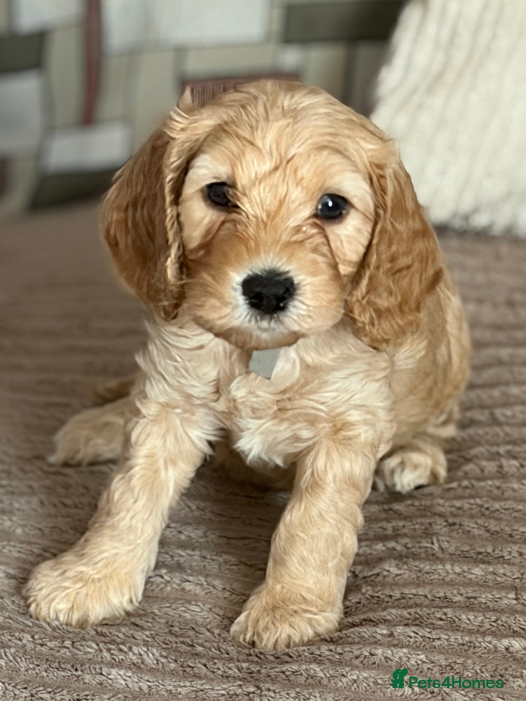 Cockapoo dogs for sale: Adorable Cockapoo Puppies - Image 10