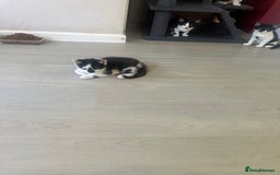 Domestic Shorthair cats for sale: Gorgeous traditional Black and white kittens  - Image 27