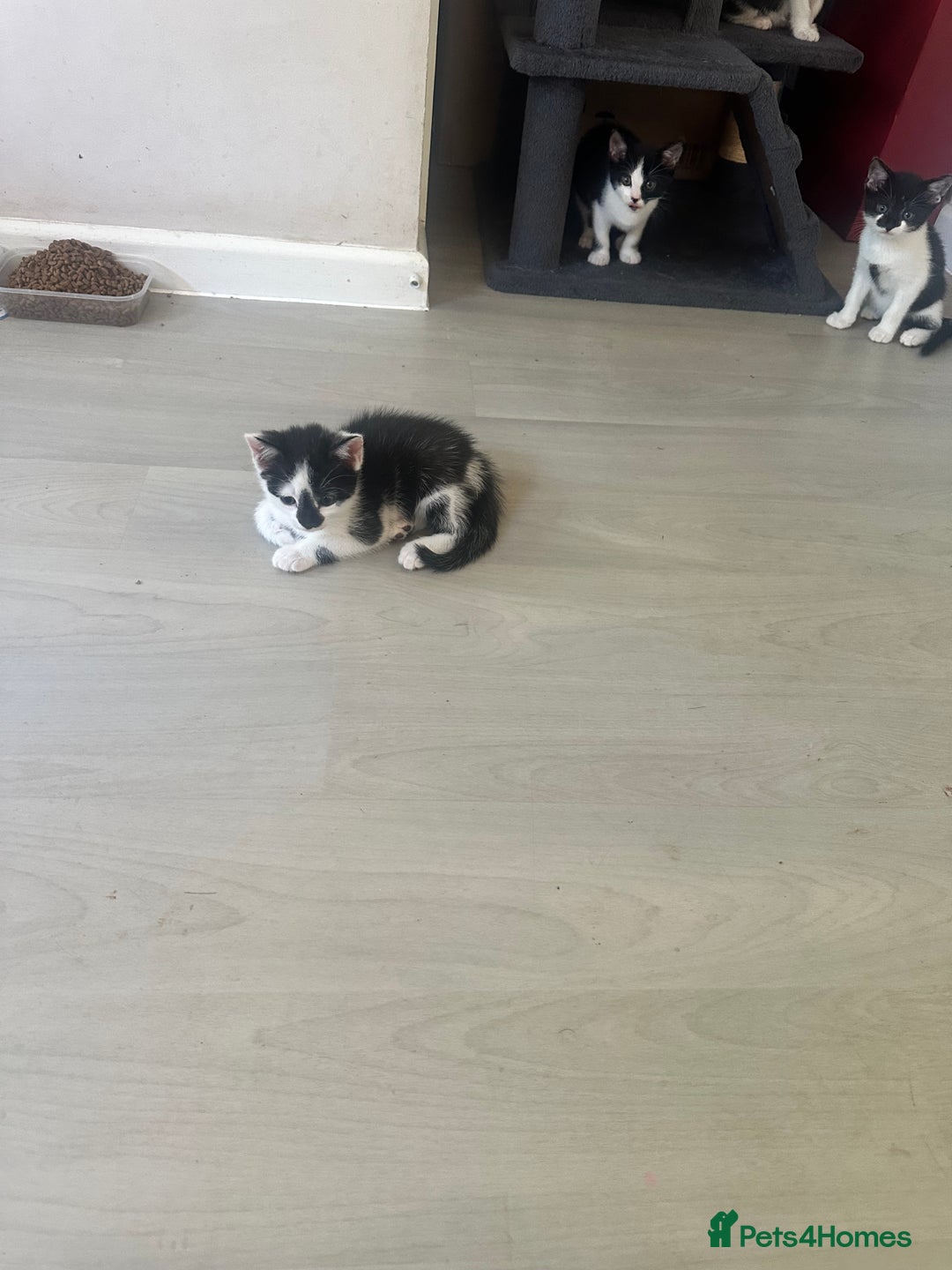 Domestic Shorthair cats for sale: Gorgeous traditional Black and white kittens  - Image 27