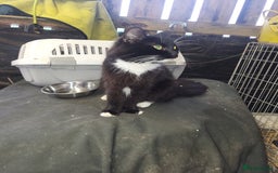 Mixed Breed cats for sale: Black and white farm bred kittens  - Image 3